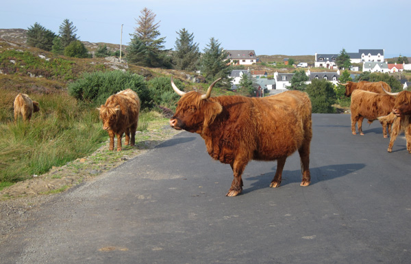 the Highland cattle