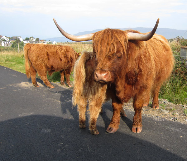 the Highland cattle