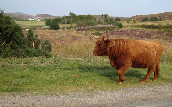 the Highland cattle