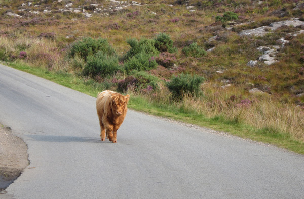 the Highland cattle