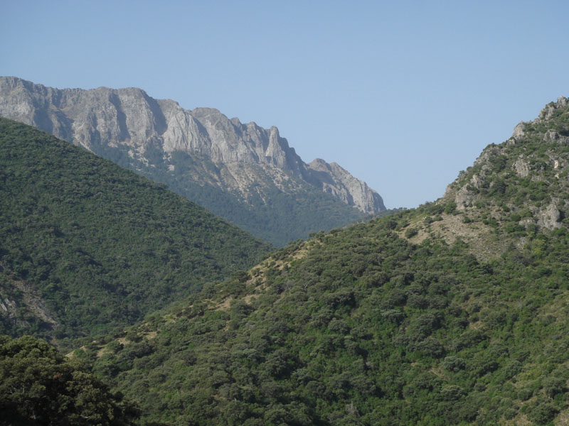 The Spanish Fir tree forest