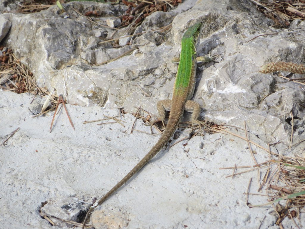 Tiny lizards abound in southern Italy