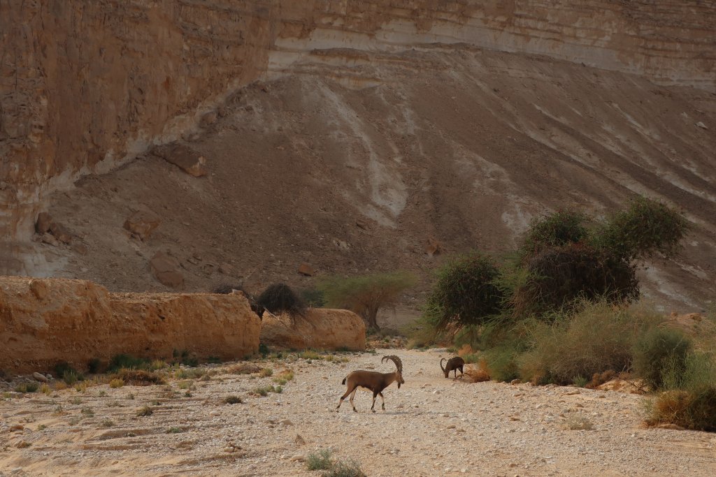 Wadi Barak Hike, Paran