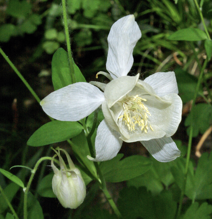 White Aquilegia, Nubra Organic Retreat, Hundar