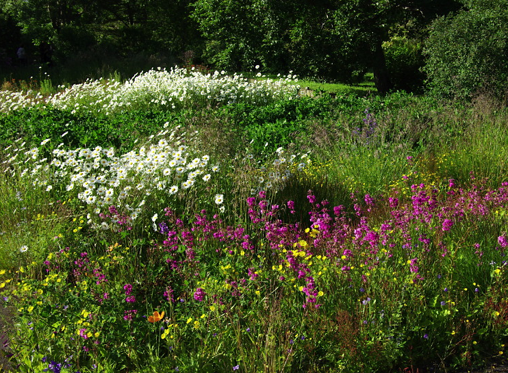 Wild Flower Bed In Botanic Gardens