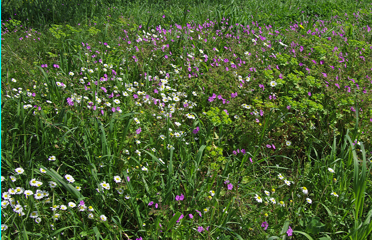 Wild flowers, Albania