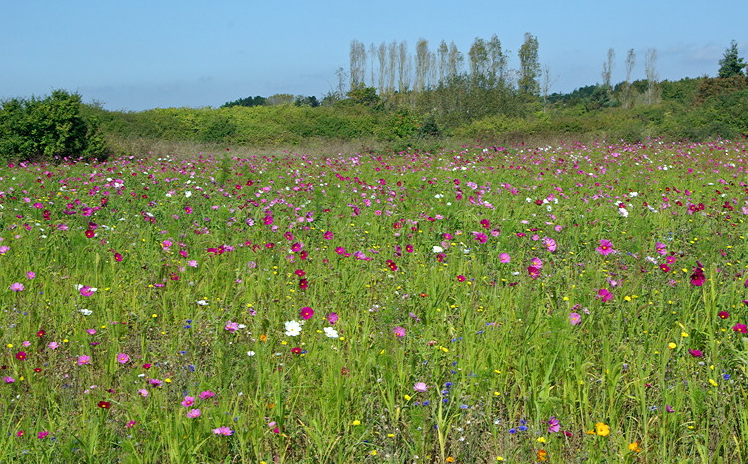 Wild flowers