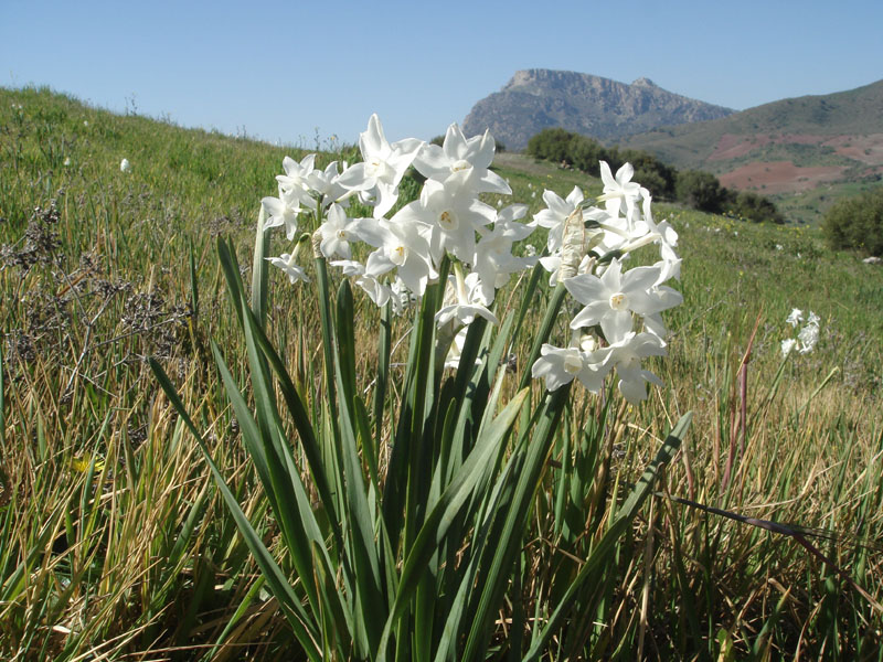 Wild Narcissi