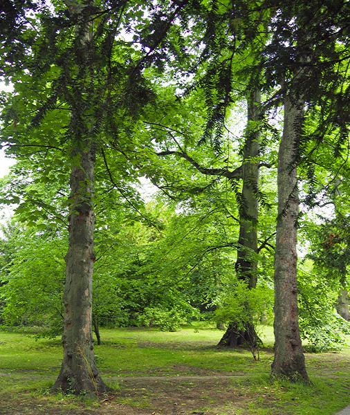 Wilderness, Trinity College Oxford