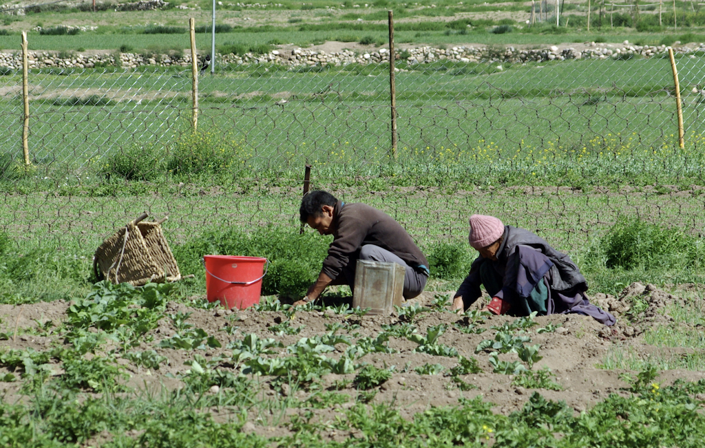 Working in the fields, Nimoo