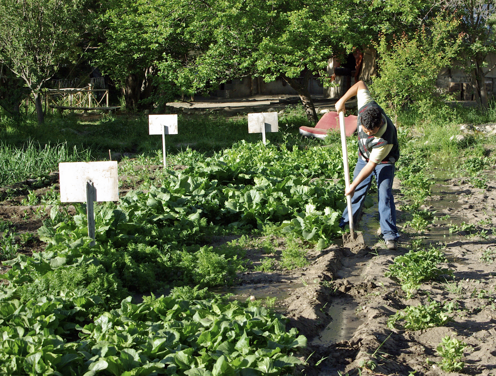 Working in the fields, Nubra Organic Retreat, Hundar