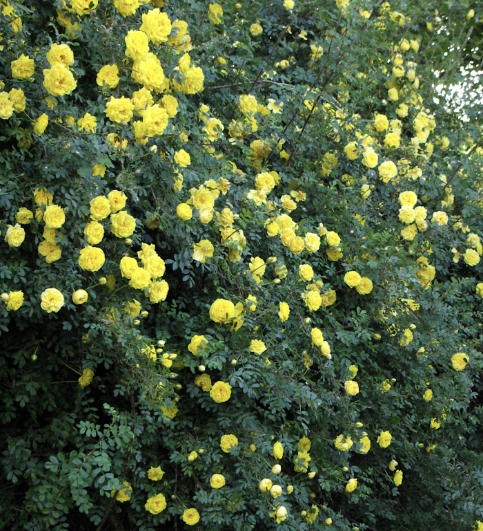 Yellow roses, Nubra Organic Retreat, Hundar