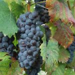 www.saporidelpiemonte.net