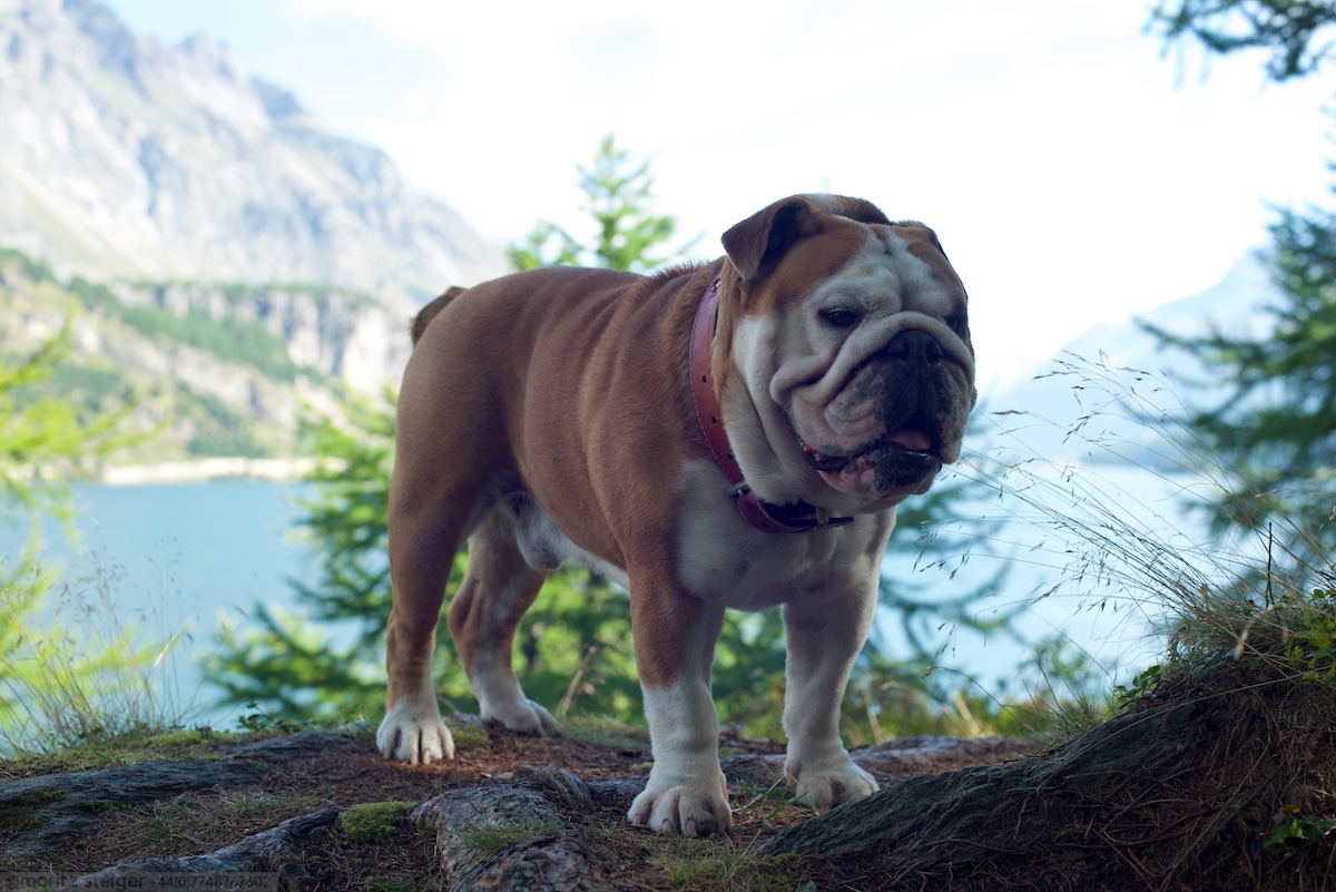 Rudy-bulldog-Switzerland_DSC_3744.jpg